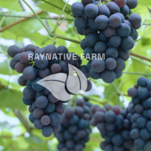 Black Hamburg Grape Seedling