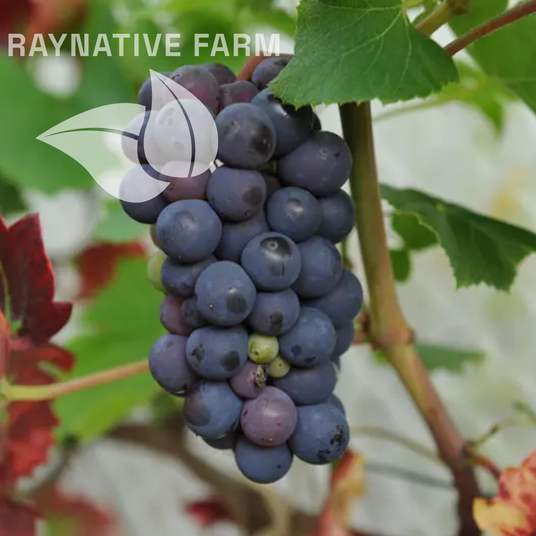 Black Hamburg Grape Seedling