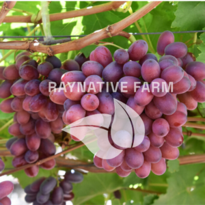 Crimson Seedless Grape Seedling