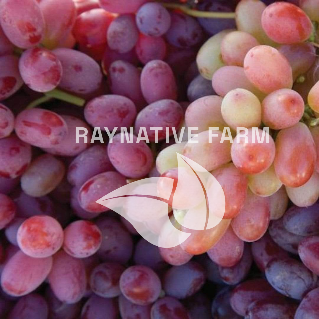 Crimson Seedless Grape Seedling