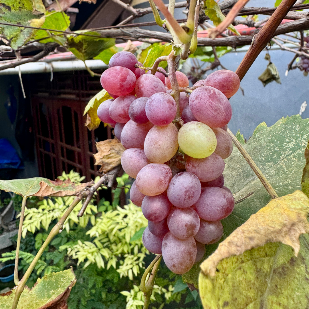 Crimson Seedless Grape Seedling