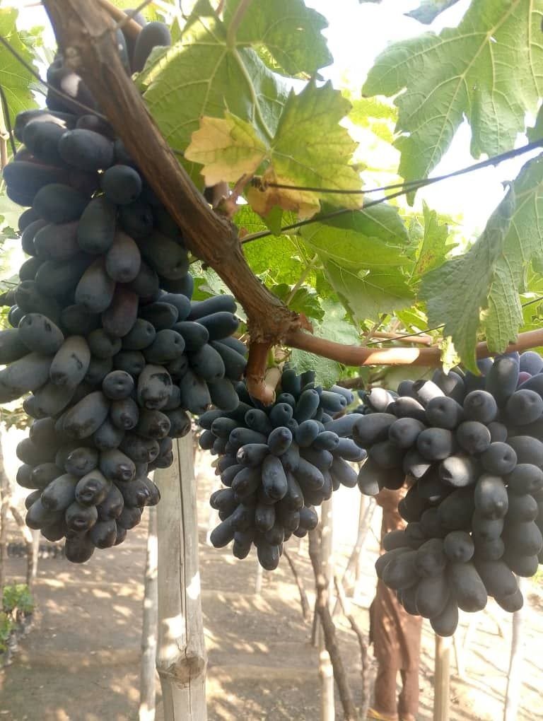 Sweet Sapphire Grape Seedling