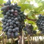 Sweet sapphire grapes