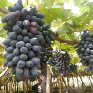Sweet sapphire grapes