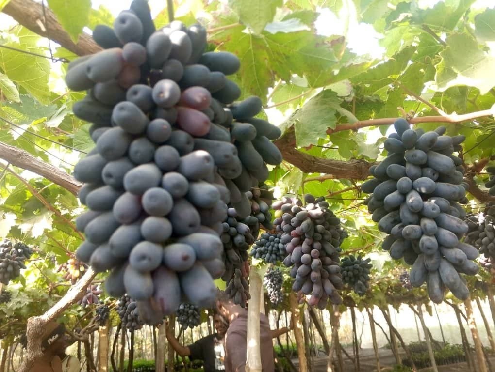Sweet sapphire grapes