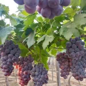 Red Globe Grape Seedling