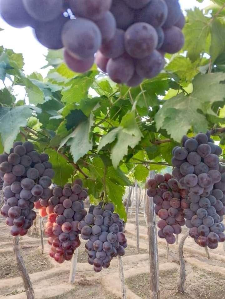 Red Globe Grape Seedling