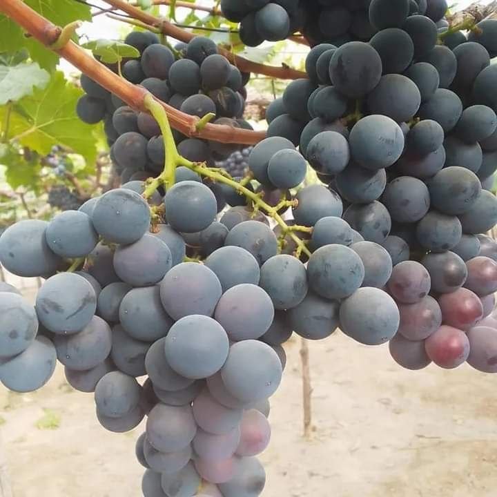 Red Globe Grape Seedling