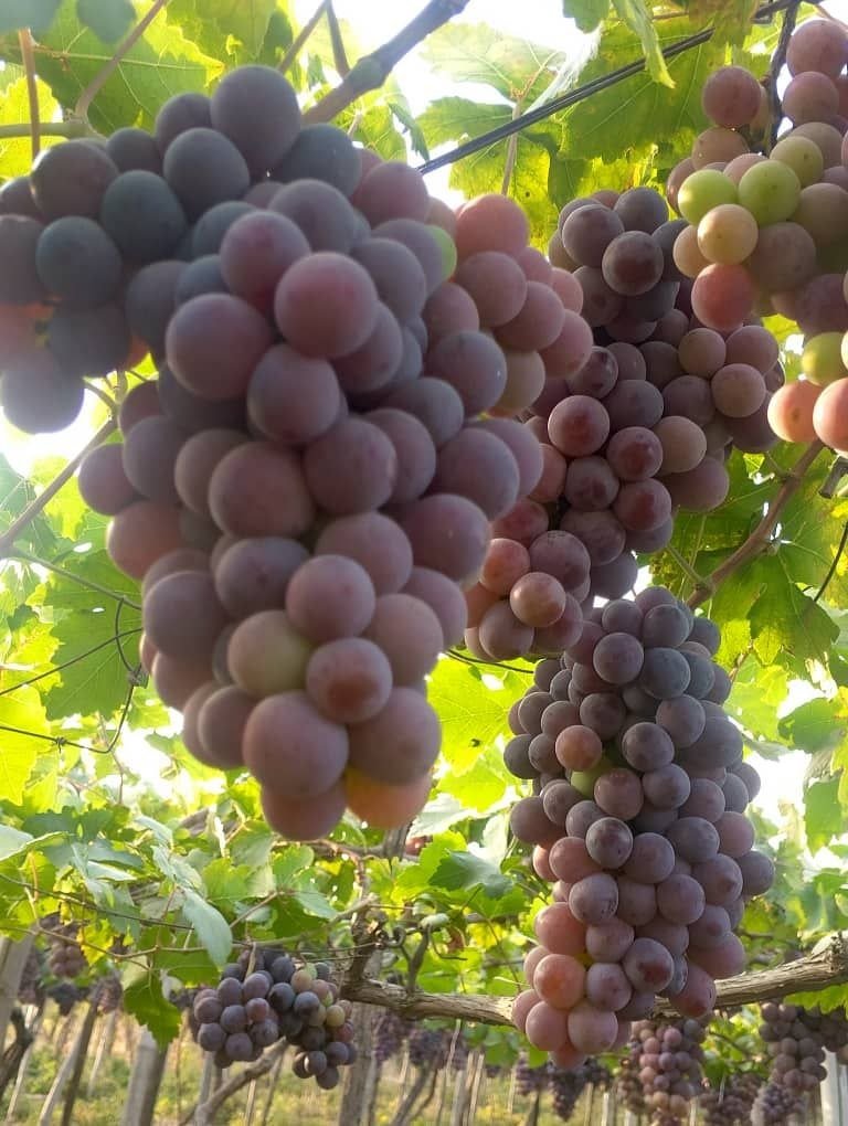 Red Globe Grape Seedling