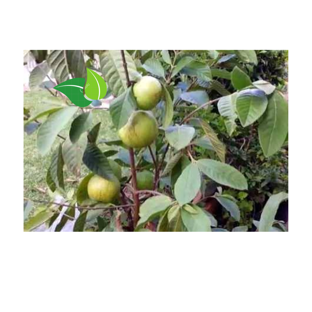 High-Yield Grafted / Stem-Cut Guava Seedling