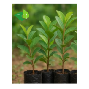 High-Yield Grafted / Stem-Cut Guava Seedling