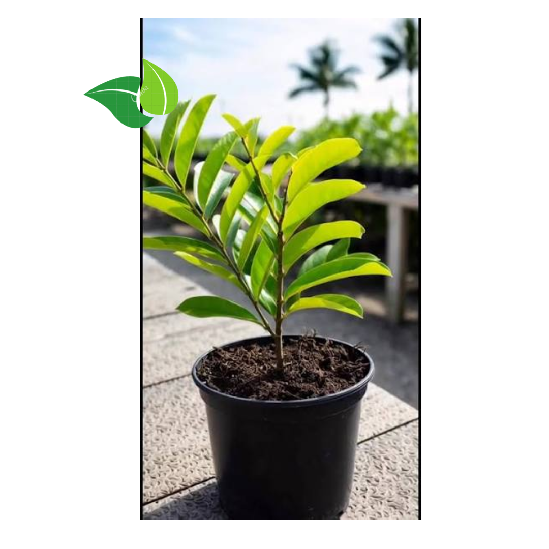 Premium Soursop (Graviola) Seedling – Live Fruit Plant
