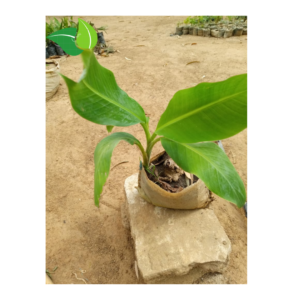High-Yield Banana Plant Suckers / Tissue Culture Seedlings