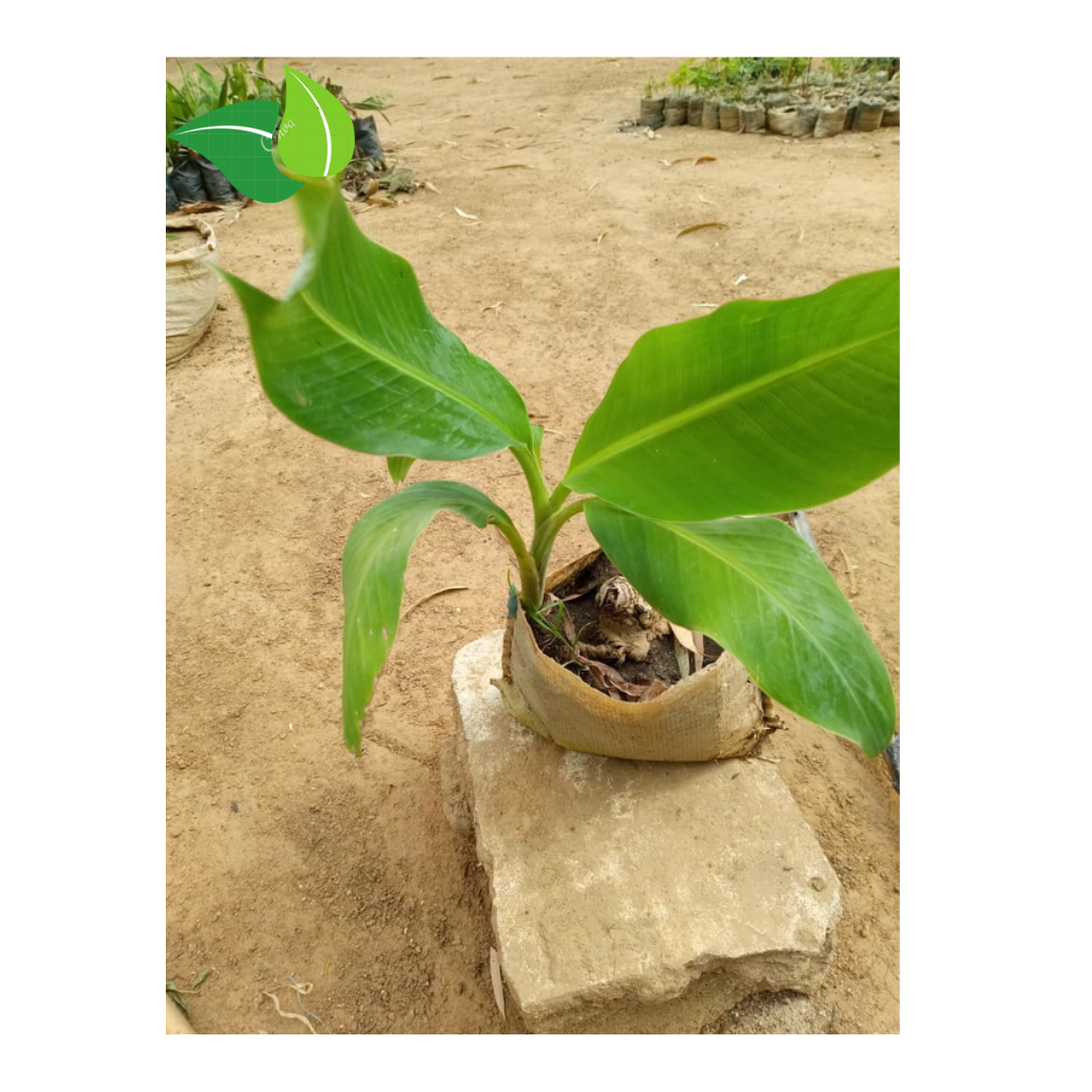 High-Yield Banana Plant Suckers / Tissue Culture Seedlings