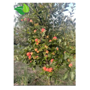 Grafted Low-Chill Apple Seedling – Live Potted Tree