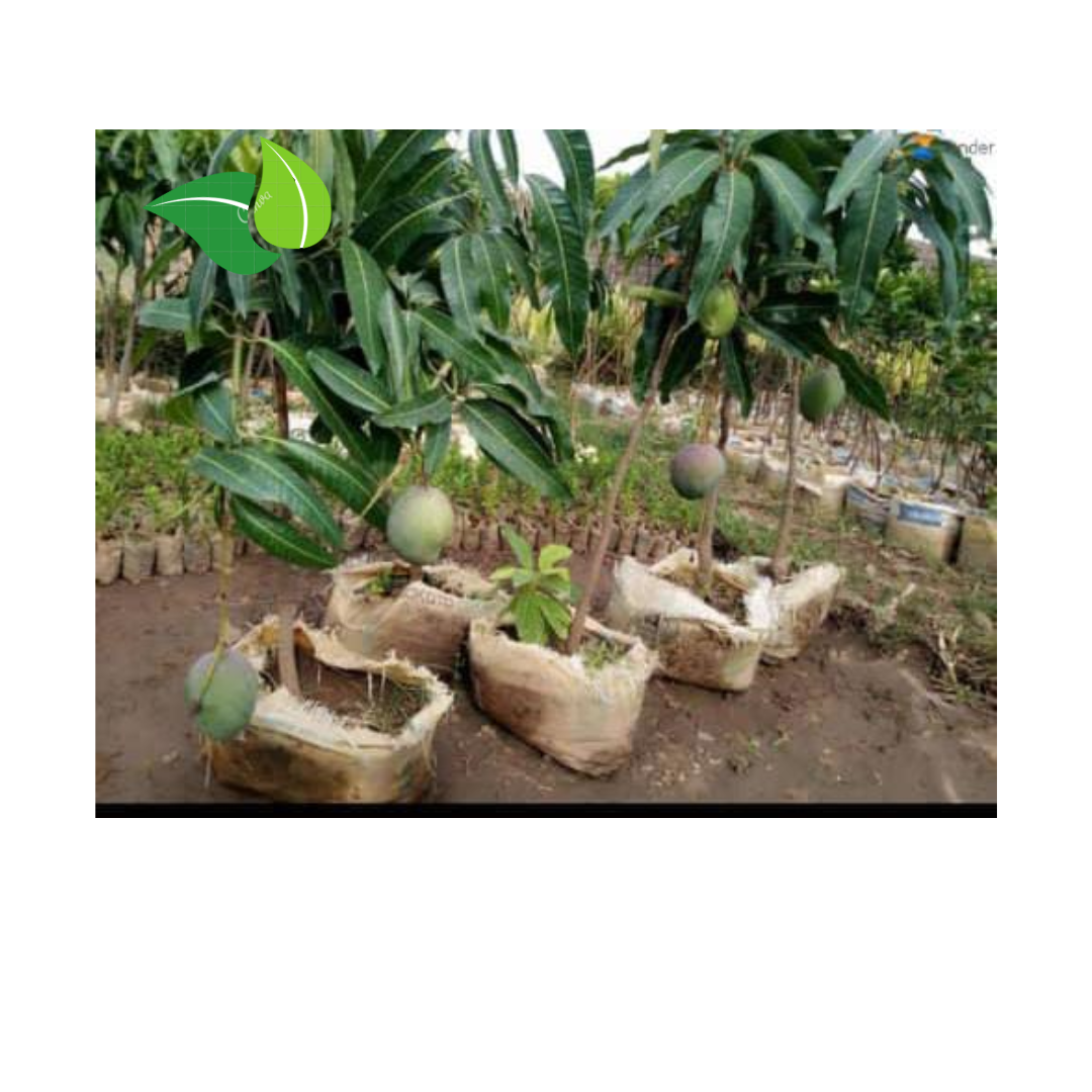 Premium Grafted Mango Seedling – Apple Mango & Jumbo Variety