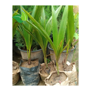 High-Yield Hybrid Dwarf Coconut Seedling