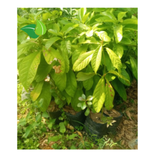 Premium Grafted Hass Avocado Seedling – Live Potted Plant