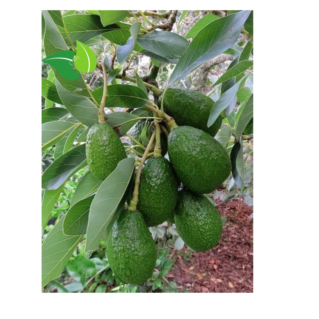 Premium Grafted Hass Avocado Seedling – Live Potted Plant