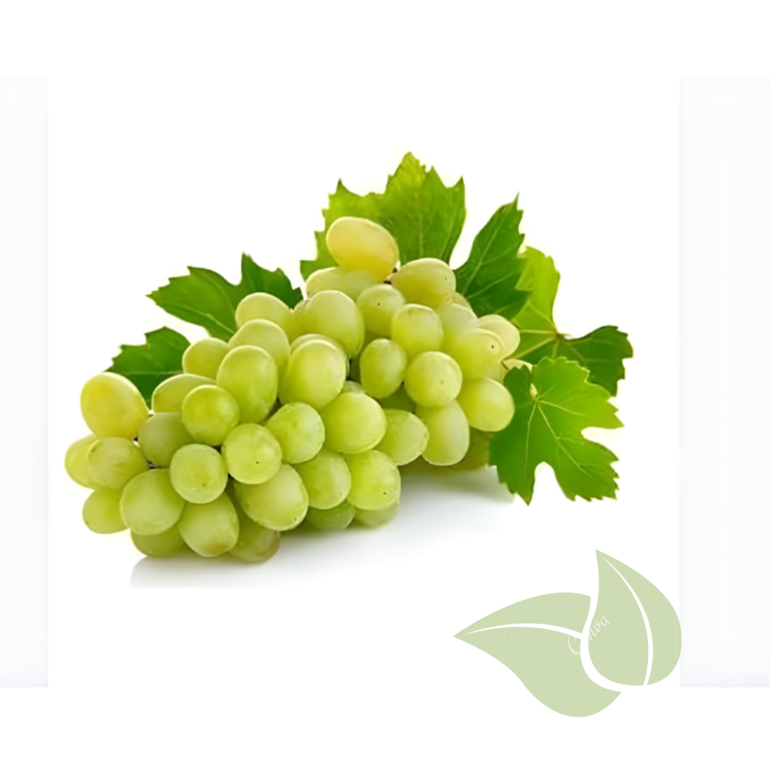 Thompson Seedless Grape Seedling