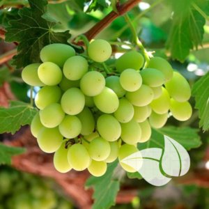 Thompson Seedless Grape Seedling