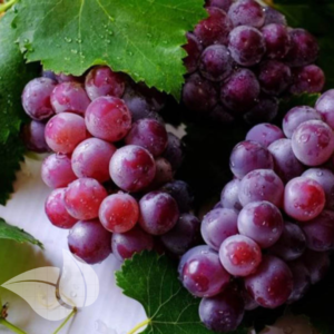 Italian Ruby Grape Seedling