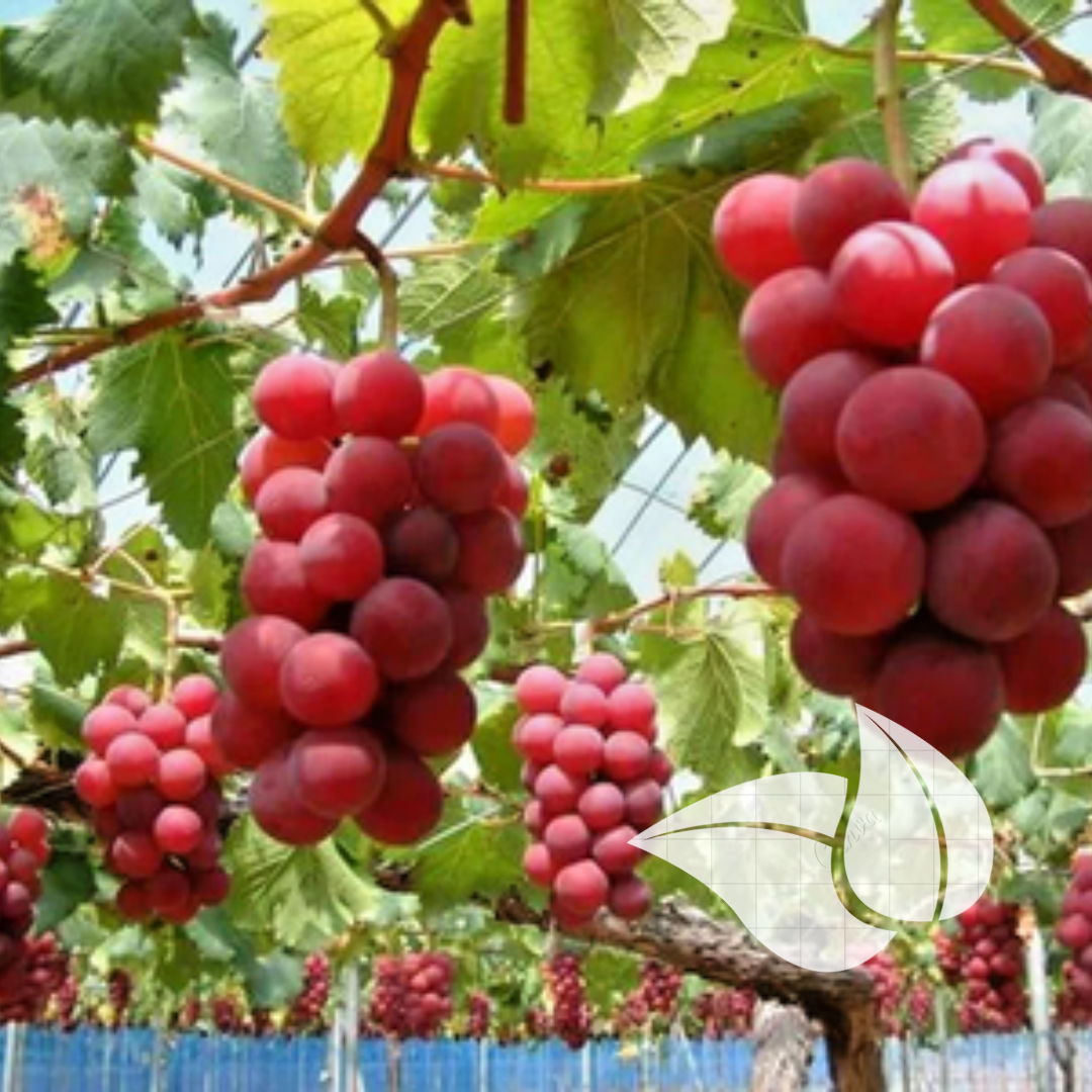 Italian Ruby Grape Seedling