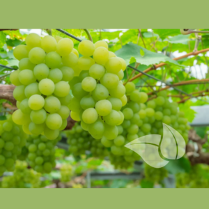 Muscat Of Alexandria Grape Seedling