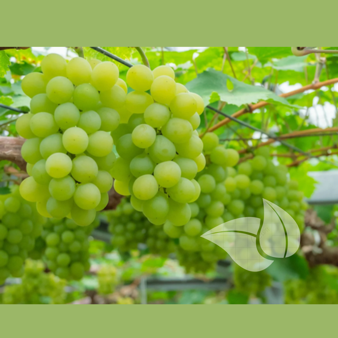 Muscat Of Alexandria Grape Seedling