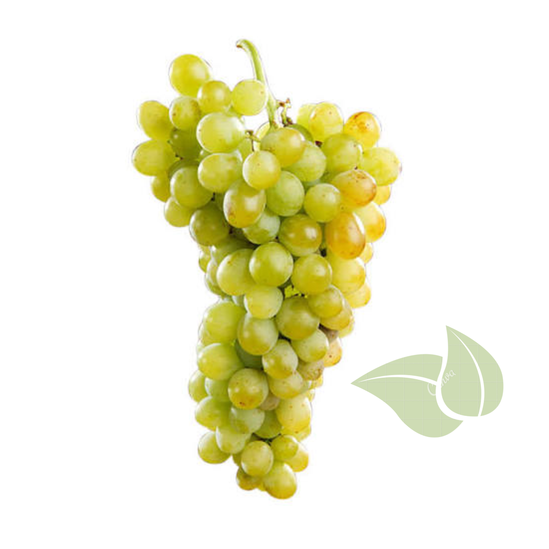 Muscat Of Alexandria Grape Seedling