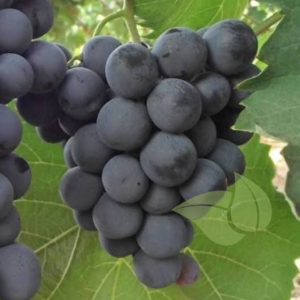 Alphonse Lavallée Grape Seedling