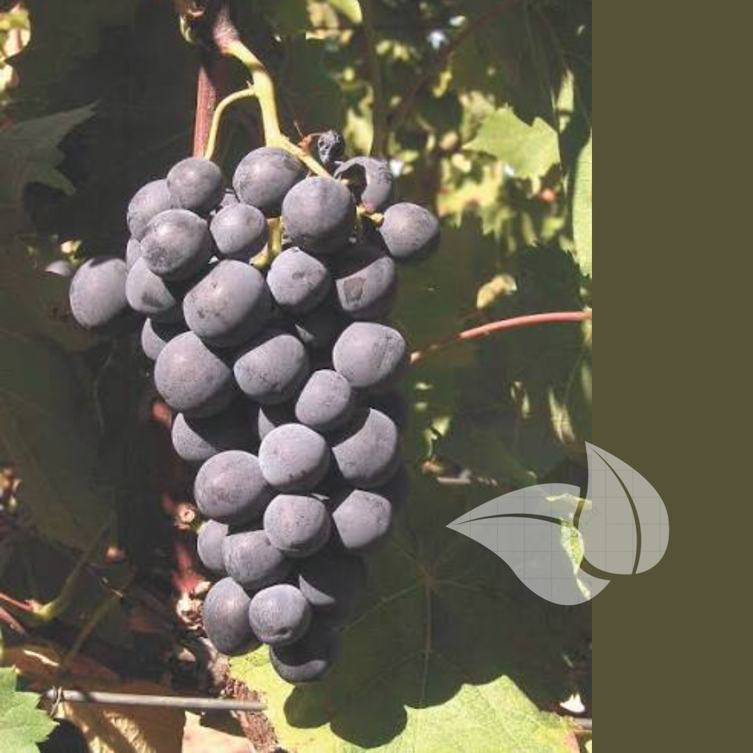 Alphonse Lavallée Grape Seedling