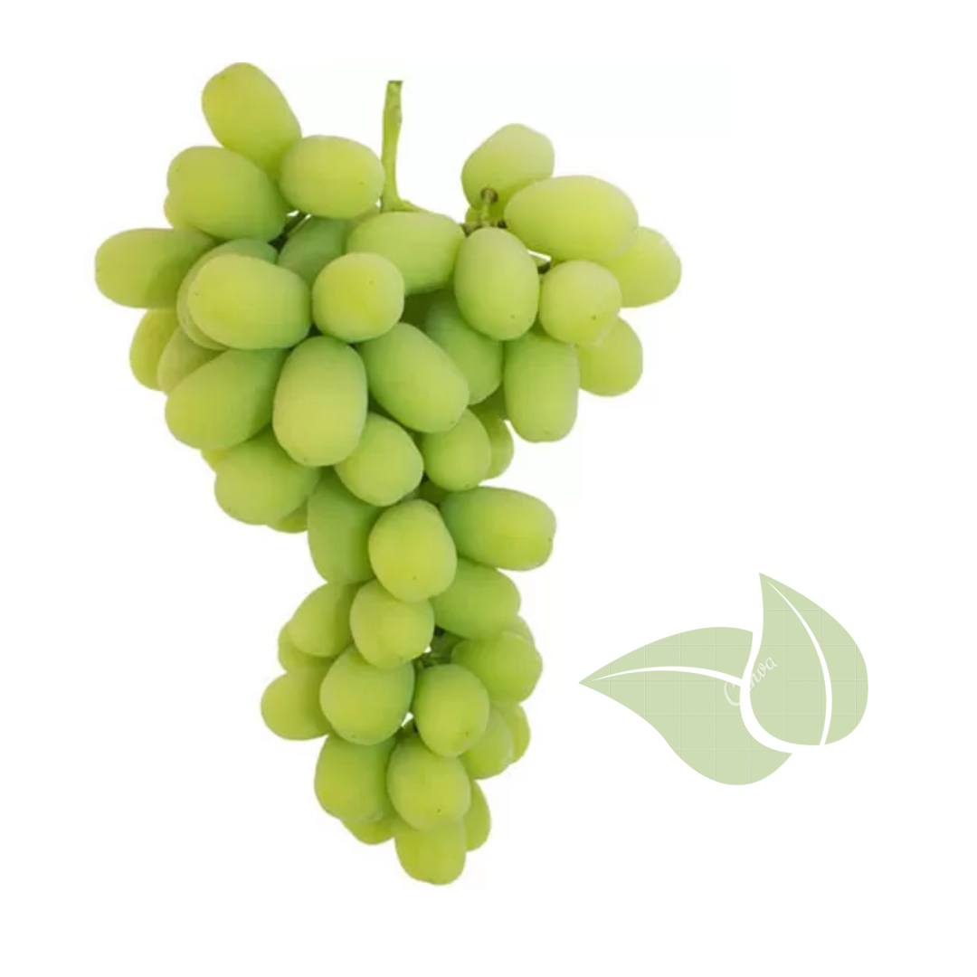 Autumn King Grape Seedling