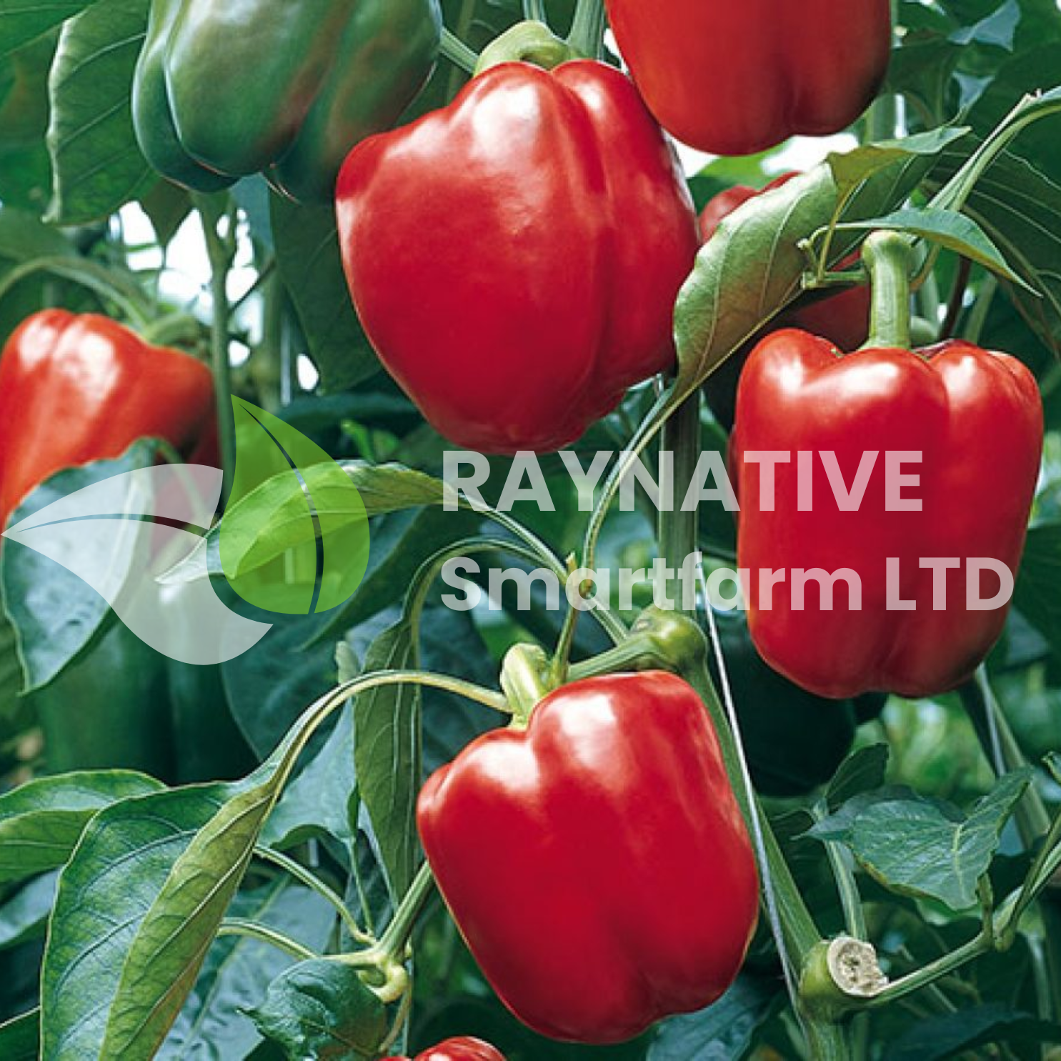 Clair F1 Red Bell Pepper | 1,000 Seeds