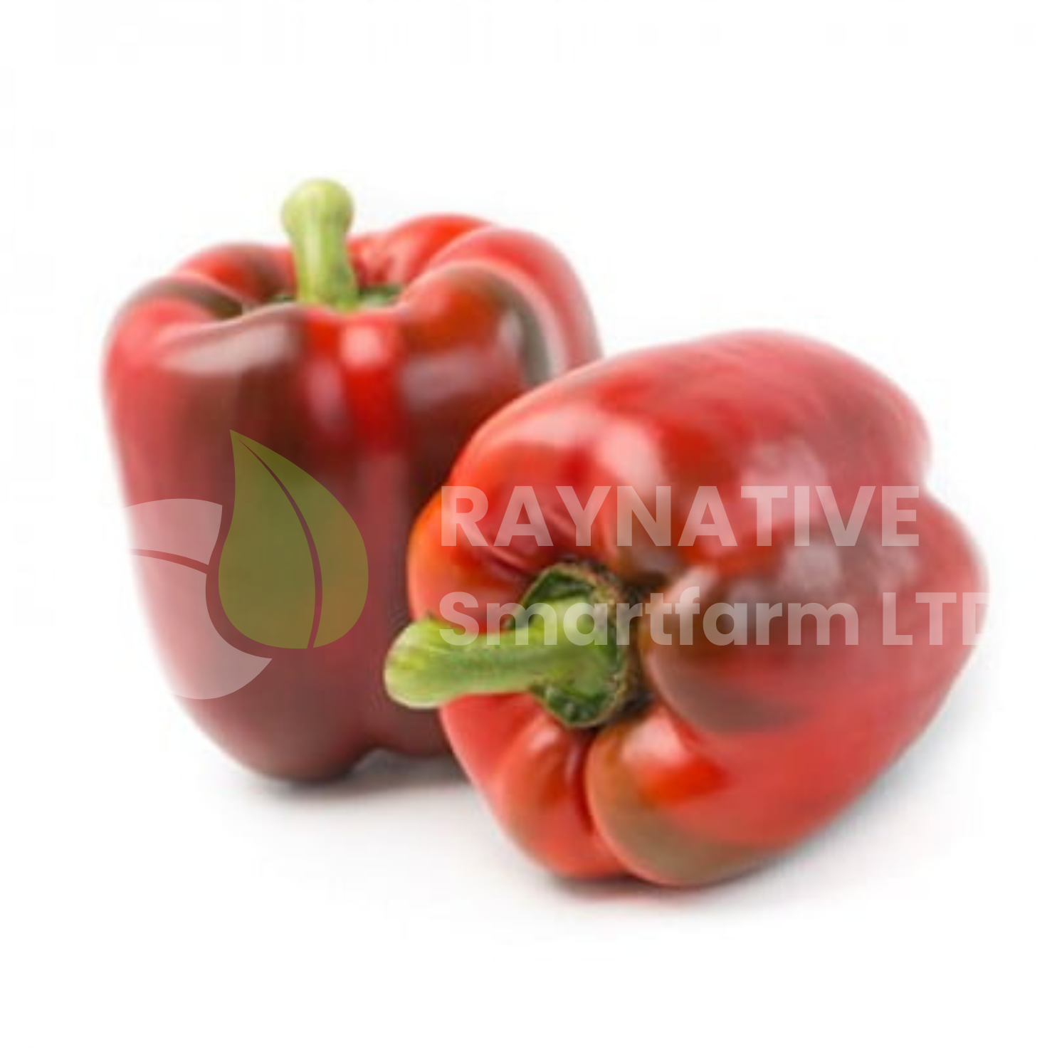 Red Jet RZ F1 Bell Pepper (100, 500 & 1000 seeds)