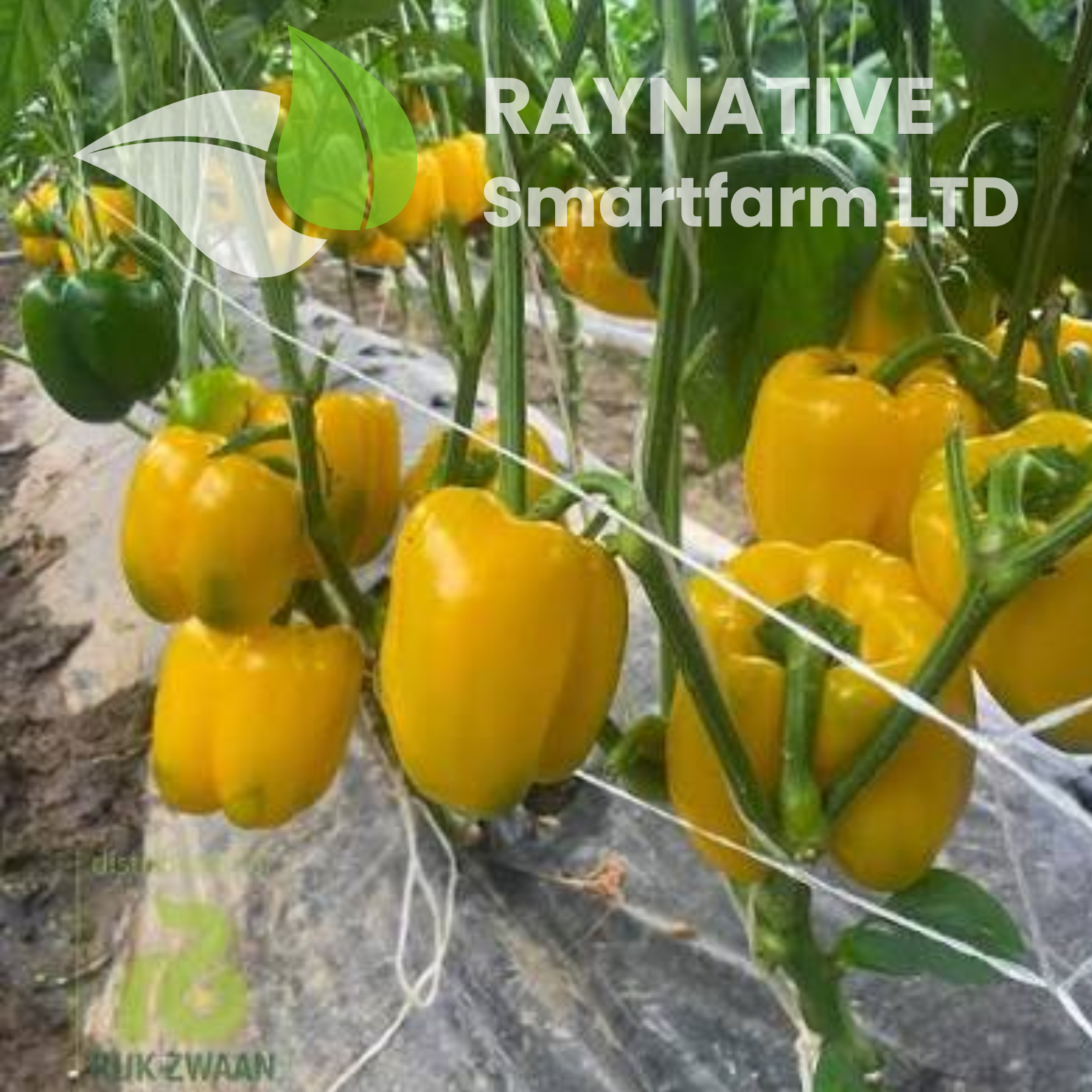 Reggaeton RZ F1 | Yellow Bell Pepper Seed