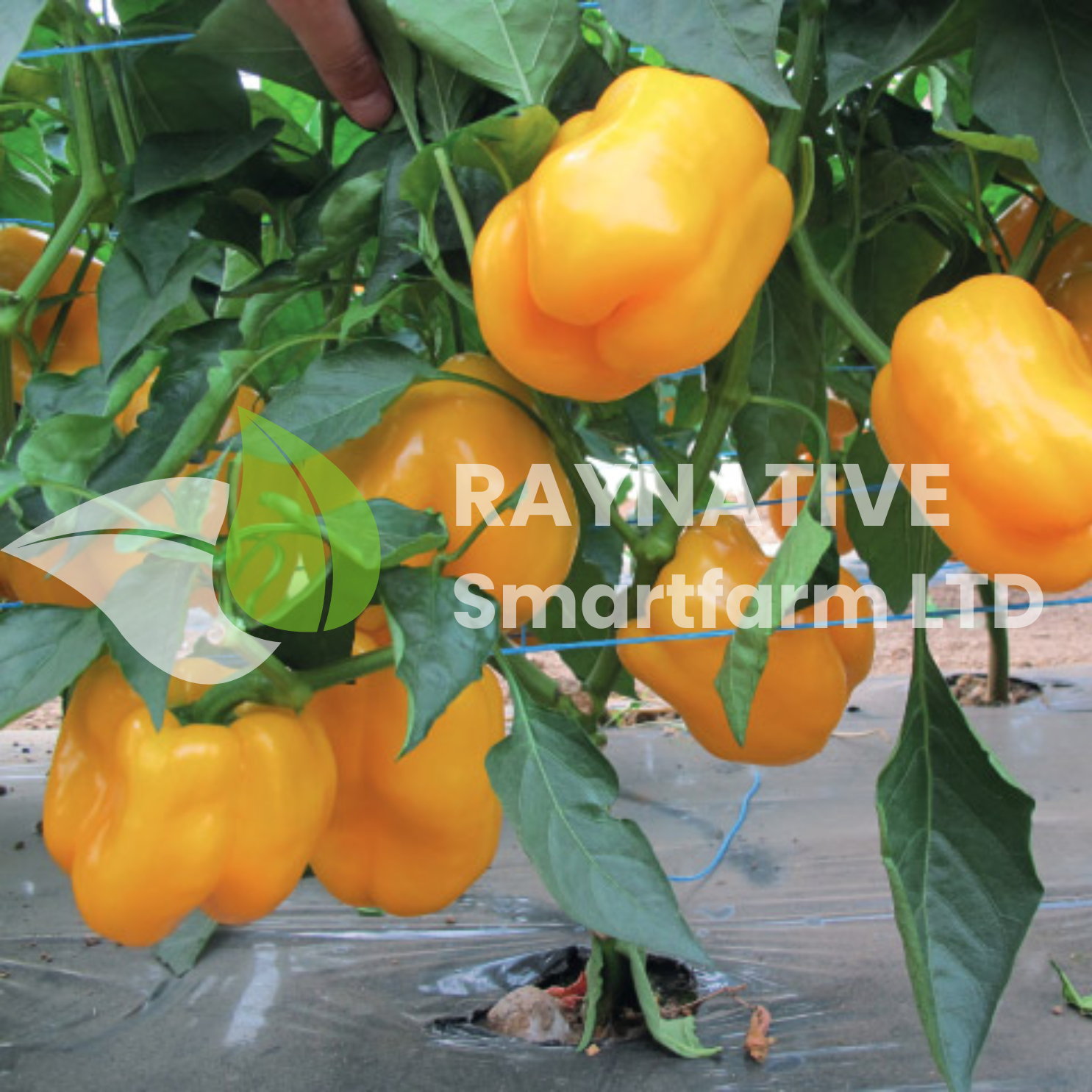 Pepper Abay G/Y (Sweet) F1 Yellow – 500 Seeds